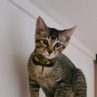 藤子不二雄兄妹　甘えん坊の　フクゾウ♂