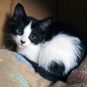 子猫　白黒ハチ割れ②