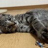 の写真