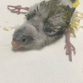 ワカナインコ雛