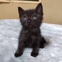 生後1ヵ月【黒猫メス】