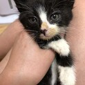 生後1ヵ月【黒ハチワレオス】交渉中！