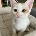 愛嬌のある顔立ちこなつちゃん