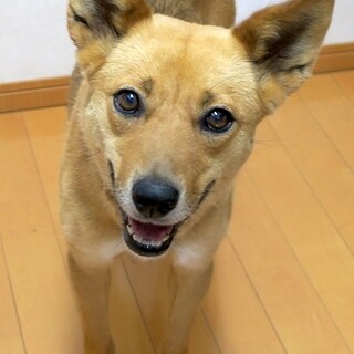 お散歩大好き！元気で甘えん坊の女の子ぺぺ