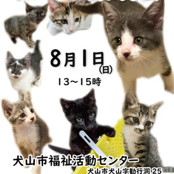 ねこの譲渡会＠犬山市福祉活動センター