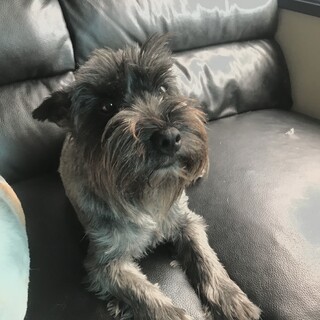 里親になって頂ける方募集します。