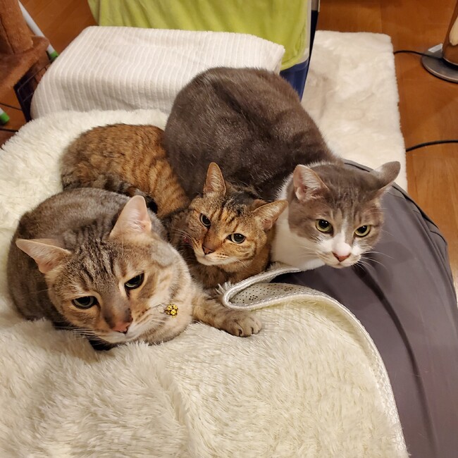 シュラままのカバー写真