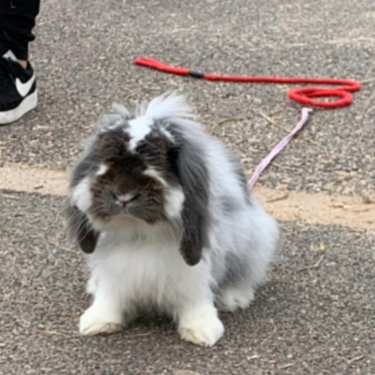 うさぎ 広島県 小動物の里親募集 ペットのおうち 月間利用者150万人