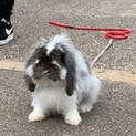 うさぎ