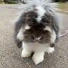 うさぎ サムネイル2