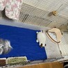 うさぎ サムネイル4