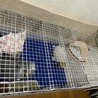 うさぎ サムネイル5