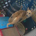 捨てれれた❓ガリガリに痩せご飯必死探してる子