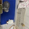 うさぎ サムネイル6