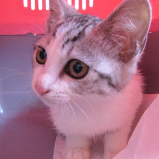 白ｘグレー縞の可愛い女の子♪ 生後 3か月くらい