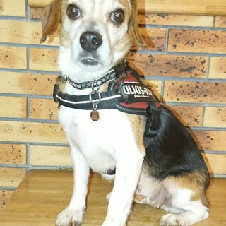 ビーグル ♀美波（みなみ）推定6歳