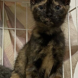 ケア済み！兄弟の子猫（サビ）