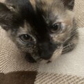 子猫  生後2ヶ月
