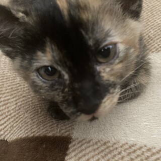 子猫  生後2ヶ月