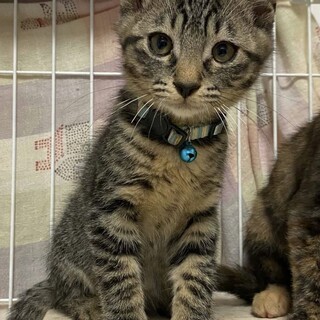 トラ模様のかわいい男の子