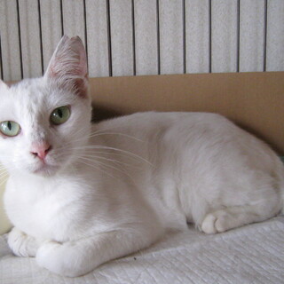 穏やかで優しい白猫