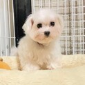 元気いっぱいマルチーズ♀ シフォン