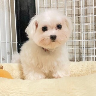 元気いっぱいマルチーズ♀ シフォン