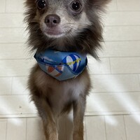 スカイ