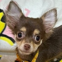 ラン