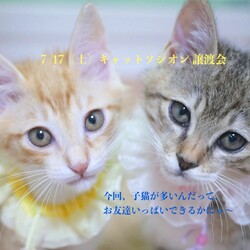 ＊キャットソシオン譲渡会＊第108回