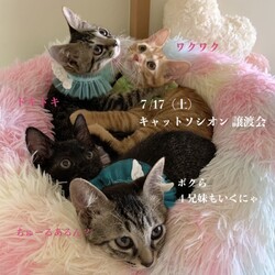 ＊キャットソシオン譲渡会＊第108回 サムネイル2