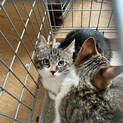 フワモコ可愛い子猫