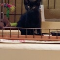超硬派な黒猫【推定2ヶ月・オス】