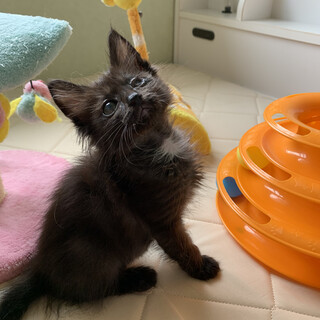 トライアル決まりました