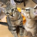 人間大好き★元気いっぱいキジトラ