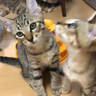 人間大好き★元気いっぱいキジトラ