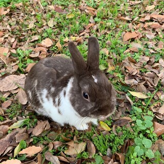 ネザーランドドワーフの男の子