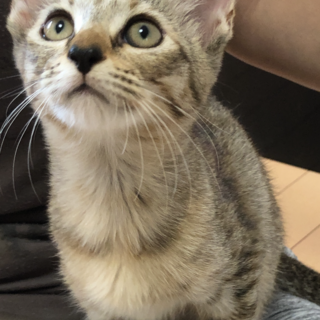 人間大好き★少し控えめな女の子