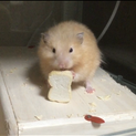 ゴールデン　キンクマ長毛ハムスター　男の子