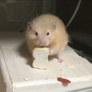 ゴールデン　キンクマ長毛ハムスター　男の子