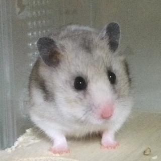 ゴールデンハムスター　短毛グレーの女の子