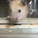 ゴールデン　キンクマ長毛ハムスター　男の子