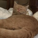 どうか家族として迎えて頂けないでしょうか