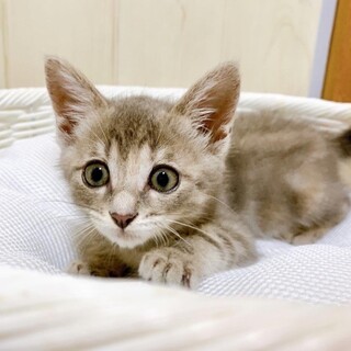 ７/18江戸川橋★こむぎちゃん★天真爛漫