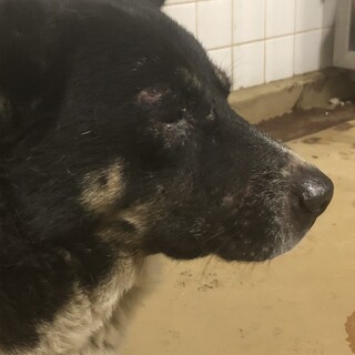 センターに収容され219日の朝までが期限です