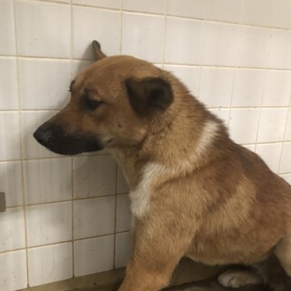 センターに収容され19日の朝までが期限です