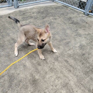 温かな手が必要です！雑種の男の子です！