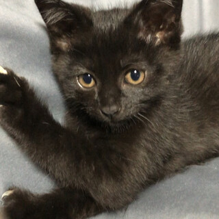 気品漂う黒猫の胡蝶ちゃん♪
