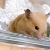 はべに
