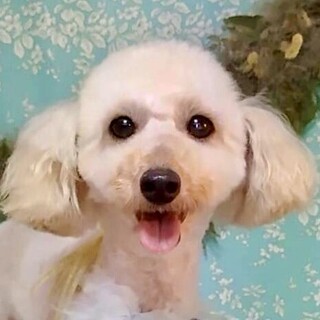 辰子（たつこ）キャピキャピプリンセスなトイプー❤️